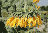 Sunflower head 2015 G1