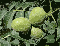 Juglans regia 2009 G2