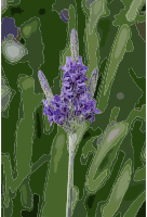 Lavandula multifida