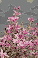 Magnolia liliiflora 2015 G1