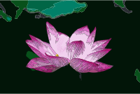 Lotus flower (978659)