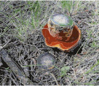 Boletus erythropus 2010 G1