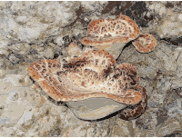 Polyporus squamosus 2013 G1