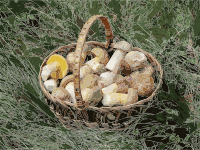 Edible fungi in basket 2012 G1