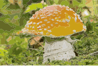 AD2009Sep20 Amanita muscaria 02