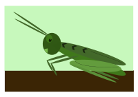 grasshopper
