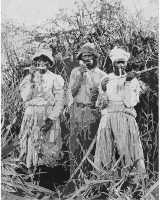 Cane cutters in Jamaica