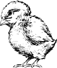 chick