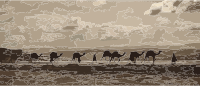 Egyptian camel transport3