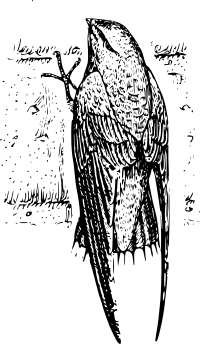 chimney swift (bird)