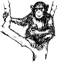 chimpanzee