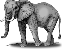 Colored elephant