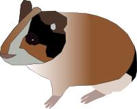 guinea pig