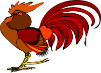 Gallo di profilo