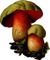 Wolf bolete