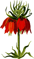 Crown imperial