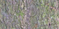 Rough bark