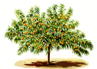 Peach tree