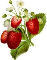 Strawberries 2