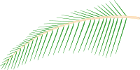 Leaf of Coconut Tree