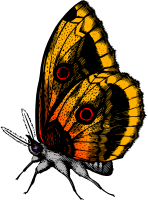Butterfly 18 (colour)