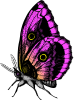 Butterfly 18 (colour3)