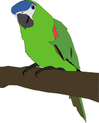 parrot