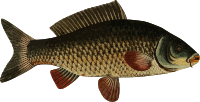 Carp