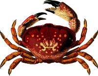 Homalaspis plana