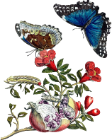 Butterflies on pomegranate