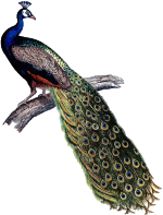 Indian peacock