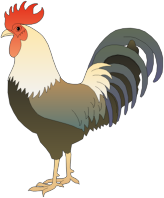 Rooster