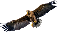 Eagle 8