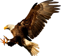 Eagle 9