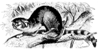 Cacomixle