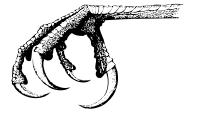 Bird Claw