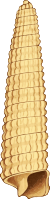 Sea shell 33
