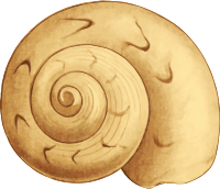 Sea shell 35