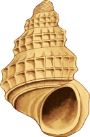 Sea shell 39