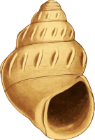Sea shell 40