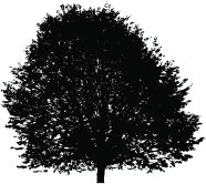 Large Lush Tree Silhouette