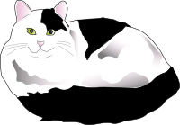 Black and White Fluffy Cat