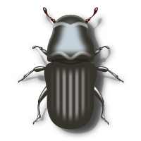 Pine Beetle