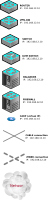 dex infastructure icons