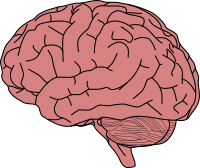 Human Brain