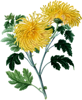 Chrysanthemum 2