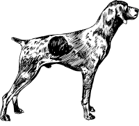 German short-haired pointer