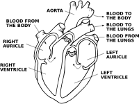 Heart diagram (annotated)