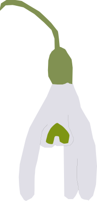 snowdrop