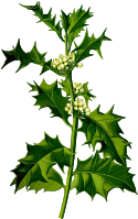 Holly 2